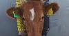 U.S. to Begin Lifting Suspension of Mexican Cattle Imports Next Month