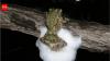 Female African treefrogs mate with several males simultaneously; together they whip up...