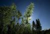 How the Carolinas’ loose rules and loopholes have created a Wild West of hemp