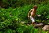 Childhood ADHD Doubles Depression Risk and Impairs Cognition Into Adulthood