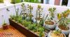 10-minute balcony gardening: 8 low-maintenance home plants that need less water and are perfect for busy people