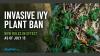 Maryland Bans The Sale Of Invasive Ivy-Type Plants