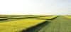 PSAC says Scott and Indian Head research farms remain at risk despite federal-provincial agreement