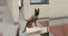 Cheyenne Police K-9 Uzi receives new bullet, stab-resistant vest