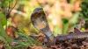 Mushroom hunters in Nepal find rare king cobra nest, built by the only snake known to make one