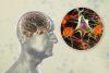 Plant Compounds in Berries, Tea, and Cocoa May Support Healthy Brain Aging