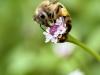 Florida pollinator census seeks volunteers
