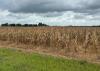 Early corn crop headed to apparent good harvest