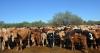 Arizona-Sonora border will be 1st to reopen to cattle after New World screwworm outbreak