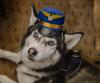 Bark Air’s Private-Jet Pet Travel Now Comes With In-Flight Grooming