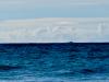 Sailor voyaging to Hawaii survives after being stranded at sea. See how