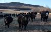 North Dakota judge weighs decision in Beef Commission membership lawsuit
