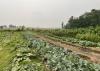 New York Farmer Tariff Relief Program to Close Aug. 11