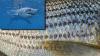 Massive Shark Snatches Striped Bass From Kids Fishing Off Cape Cod (Video)