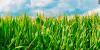 Western Nebraska growers urged to scout as cutworm activity rises