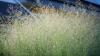 University Of Tennessee Gets Major Funding To Make Car Parts Out Of Grass