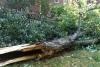 School Bus Driver Credited with Protecting Students from Falling Tree