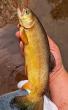Flying Fish – New Mexico style
