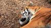 In Indonesia, a snare crackdown frees a tiger, an elephant calf, and a sun bear