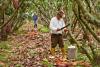 El Niño threat sends new price signals through Ecuador’s export markets