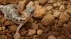 Invasive ants attack endangered gecko eggs, but 100 still make it back to Mauritius
