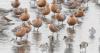 Red knots make strong return to Slaughter Beach this spring