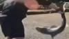 Who is Connor Seifert? Oregon man charged after illegally catching and ‘wrestling’ sharks in disturbing videos