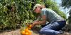 Kansas City urban farm races to harvest crops amid extreme temperatures