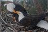 Famous California bald eagle’s home saved after last-minute donation spares nesting grounds from development