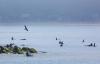 Photo | Surfers wait in the fog for waves at Capitola Beach