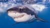 Largest great white shark ever tagged in the Atlantic is heading toward a popular vacation destination