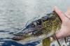Minnesota receiving several reports of dead fish this summer