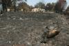 Trapped by flames: Wildlife face 'catastrophic' losses as France's forests burn