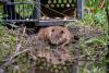 Colorado Parks and Wildlife completes first phase of wetland habitat restoration projects and releases seven beavers