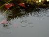 Rain Barrels and Rain Gardens: Sprucing Up Community and Home Spaces by Helping the Environment