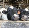 Oregon farmers spared fight on animal cruelty measure