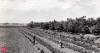 In the 1930s, the Dust Bowl devastated America but Franklin D. Roosevelt's massive tree-planting project is still protecting US farmland nearly 90 years later