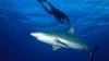 Fishing content creator who filmed himself being bitten by a shark while spearfishing lucky he still has leg