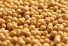 Soybeans Collapse on Monday with Weather and Outside Pressures