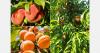 Apricot and peach production increases in the Republic of Moldova