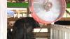 Iowa farmers adapt to extreme heat, reducing livestock's heat-related stress