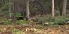 Coconino County forest thinning project targets 500 acres near Arizona Snowbowl