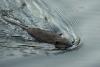 Teenager swimming in Maryland lake bitten by rabid beaver