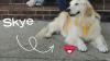In North Dakota, a rescue golden retriever became an Alzheimer's patient's caregiver