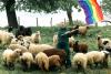 Gay sheep rescued from slaughter by German farmer who turns wool into aid for LGBTQ+ people