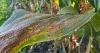 Midwest crops advance despite disease, weather challenges