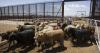 Tyson and JBS shares jump as U.S. to resume Mexico cattle shipments