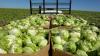 Cyclospora: Does Publix, Walmart, Whole Foods sell Taylor Farms?
