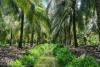 Is your diet chewing up the forest?