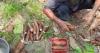 Missing link: Lack of market access holds back sustainable farming for Indonesian cassava producers
